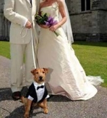 Cravattino per il cane invitato alle nozze