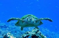 Incontro con una tartaruga durante la luna di miele in Polinesia