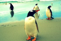 Visita alle Isole Falkland