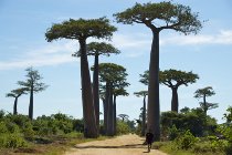 Baobab che si possono visitare durante il viaggio di nozze