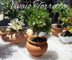 Piante Vivaio Torretta in ceramica