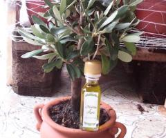 Ulivo  in terracotta con bottiglietta olio Nozze in Puglia