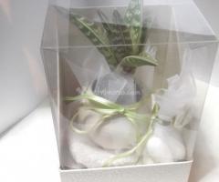 Aloe mini   in scatola doppia con confetti