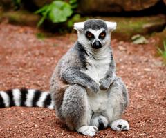 Emozioni Viaggiando By Silvia  - Lemuri in Madagascar