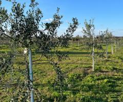 alberi con targhetta