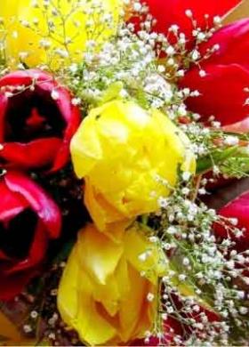 Bouquet di tulipani e gipsofila