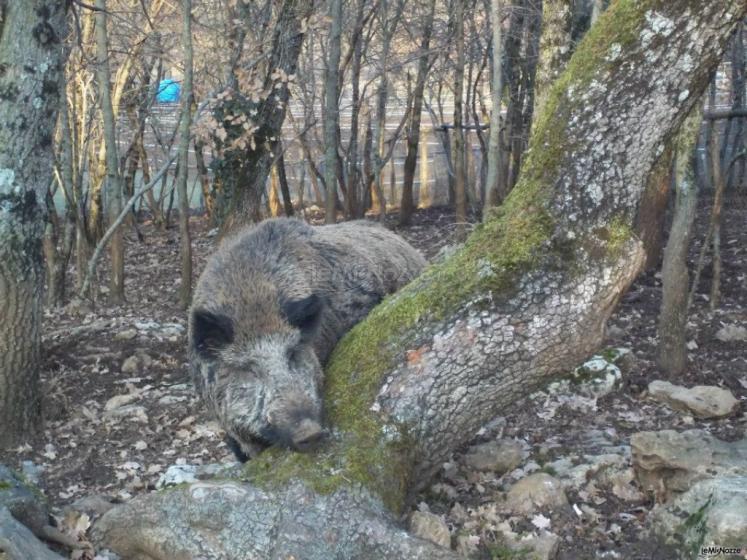 Cinghiale
Agriturismo "La Noce di Creta"