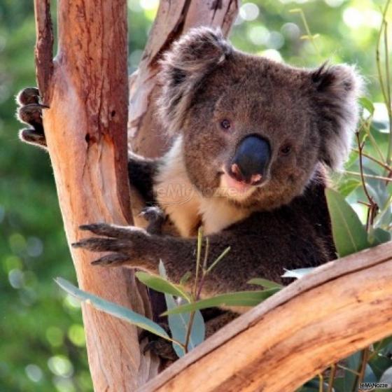 Luna di miele in Australia