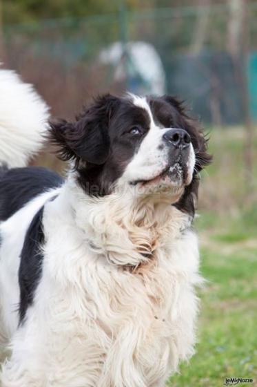 Fabrizio Maggio Dog Trainer - Servizio dog sitting a Firenze