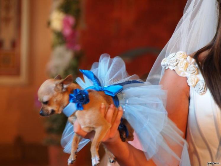 Il cagnolino vestito per il matrimonio