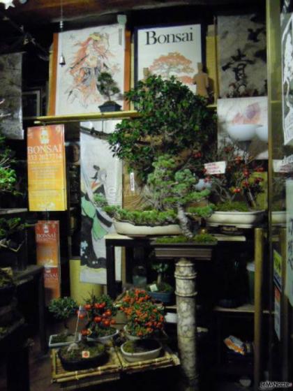 Atelier - Alberoantico Bonsai Roma