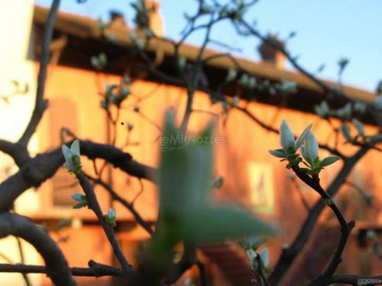 Albero in fiore