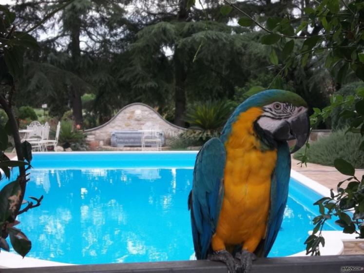 La mascotte della villa