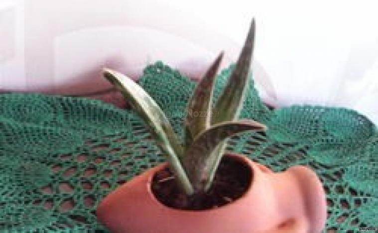 Vivaio Torretta - Aloe in mini giara in terracotta