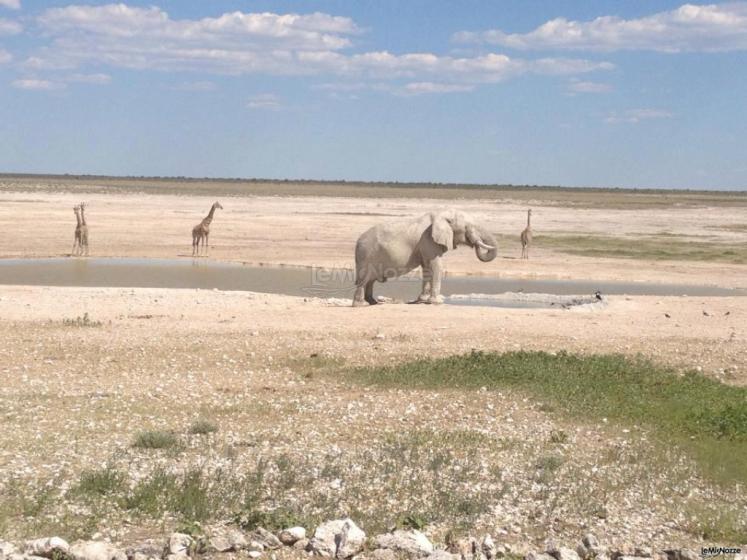 Safari in Africa