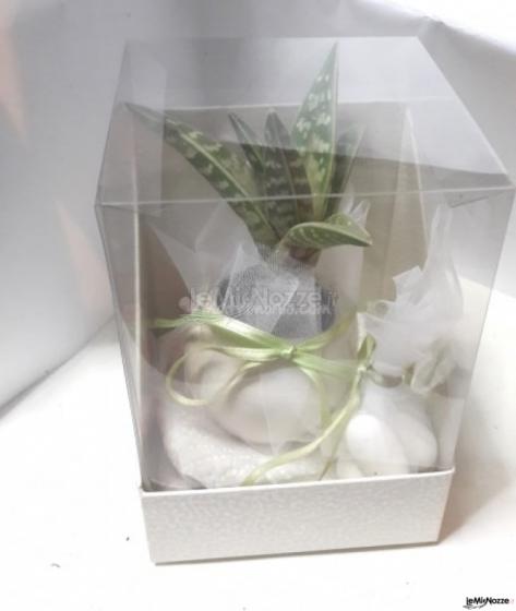 Aloe mini   in scatola doppia con confetti