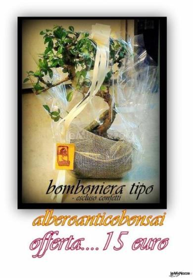 Bomboniera Bonsai - Alberoantico Bonsai Roma