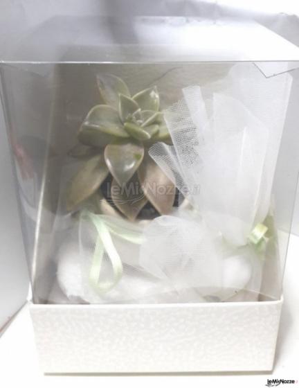 Pianta grassa mini   in scatola  doppia con confetti bianchi