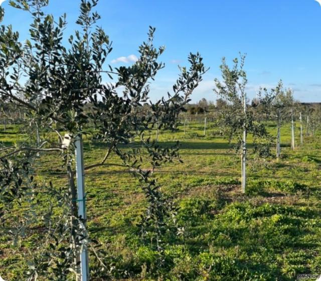 alberi con targhetta