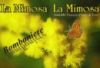 La Mimosa - Addobbi floreali per matrimoni