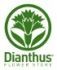 Dianthus Flower Store