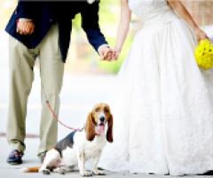 Un invitato d'eccezione: il cane al tuo matrimonio