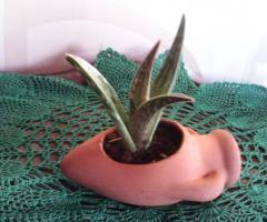 Aloe in mini giara