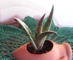 Vivaio Torretta - Aloe in mini giara in terracotta