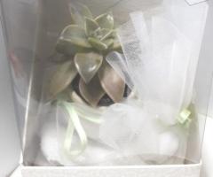 Pianta grassa mini   in scatola  doppia con confetti bianchi