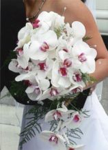 Bouquet della sposa di orchidee