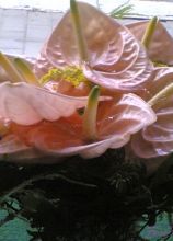 Bouquet di anthurium rosa