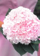 Il bouquet della sposa di ortensie rosa