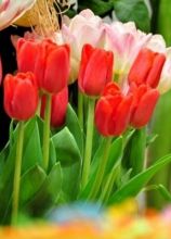 Tulipano per il matrimonio
