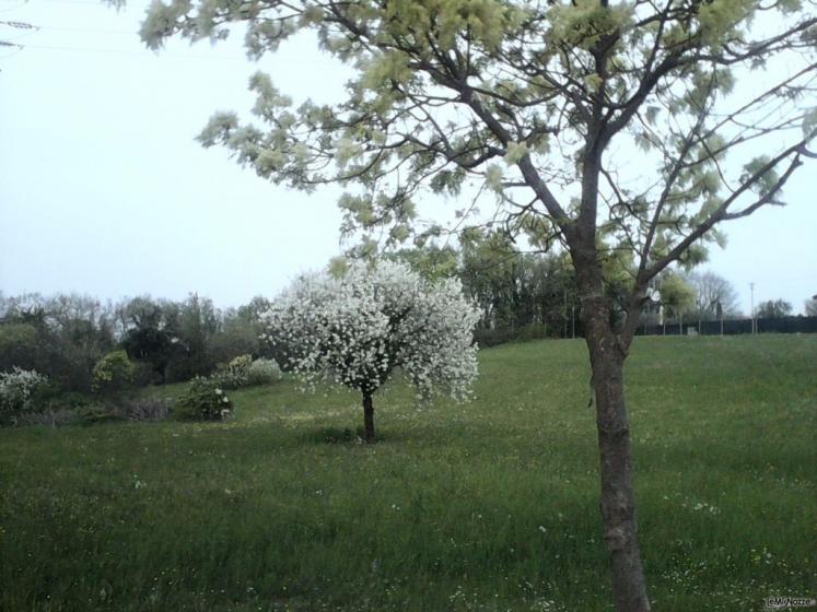 Location San Lorenzo - Il giardino a primavera