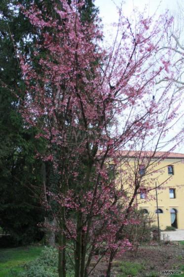 Angolo fiorito nel parco secolare di Villa Abbazia di Busco