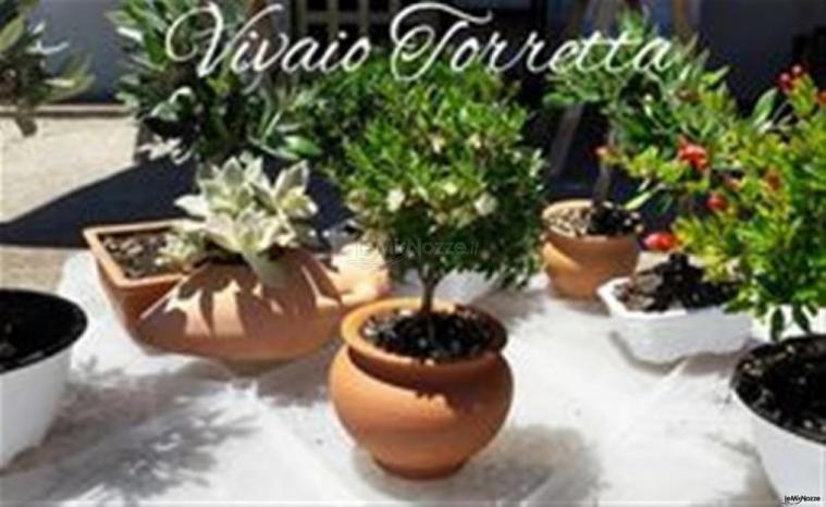 Piante Vivaio Torretta in ceramica