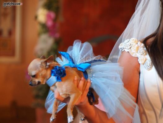 Il cagnolino vestito per il matrimonio