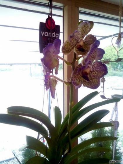 Indino Fiori - Orchidea aerea  Vanda