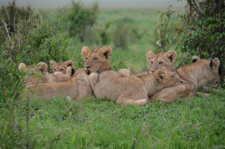 Emozioni Viaggiando By Silvia  - Safari Kenya