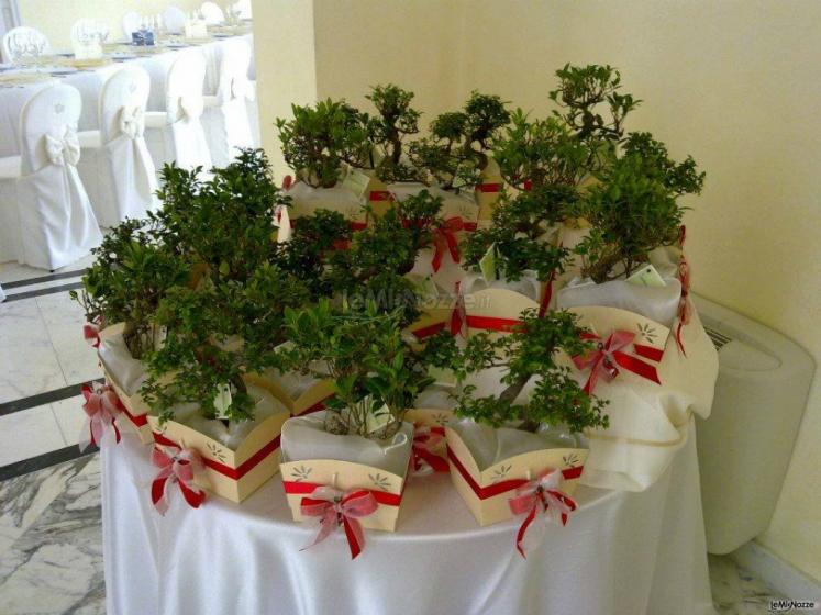 Sos Matrimonio - Bomboniere bonsai
