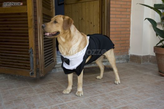 Un invitato d'eccezione - Il cane vestito da cerimonia