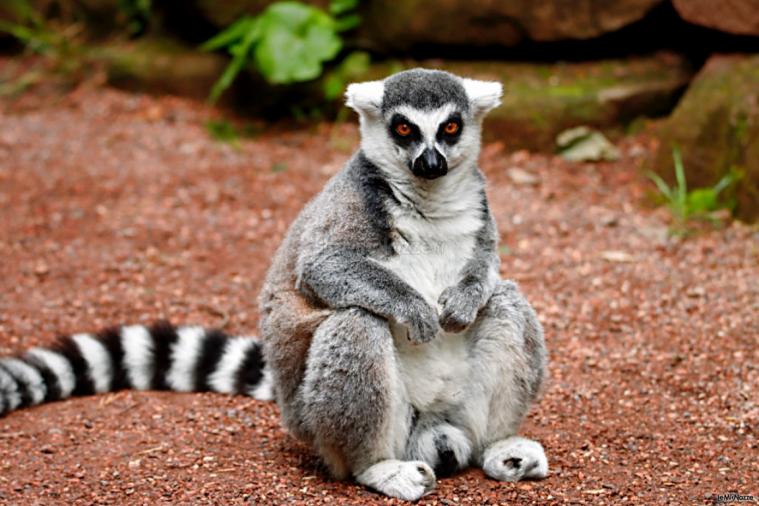 Emozioni Viaggiando By Silvia  - Lemuri in Madagascar