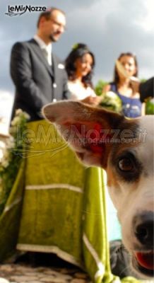 Foto del cane durante la cerimonia nuziale