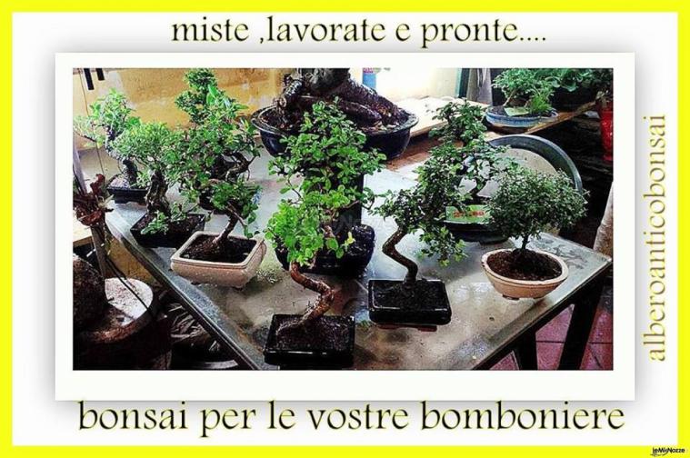 Bonsai misti e pronti - Alberoantico Bonsai Roma