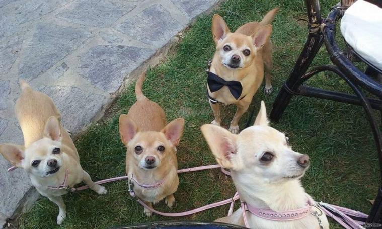 Quattro simpatici ospiti a 4 zampe al matrimonio della loro famiglia umana by Le Cat & Dog Sitter Roma
