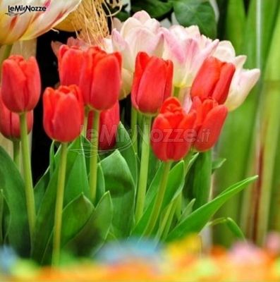 Tulipano per il matrimonio